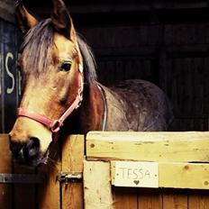 Anden særlig race Cometessa (HIMMEL HEST)