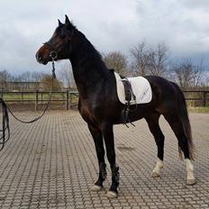 Dansk Varmblod Nørballes Lahaina Blues