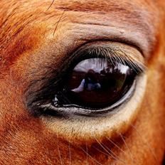 Anden særlig race Kajsa kavat