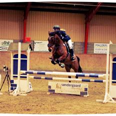 Anden særlig race Kajsa kavat