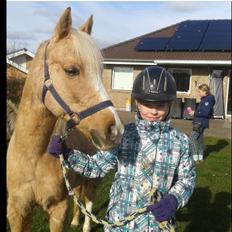 Anden særlig race Sandy (guld ponyen)