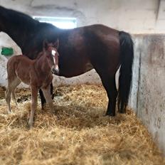 Anden særlig race Lillegaards O'marley