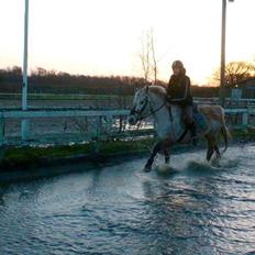 Anden særlig race Sille