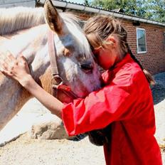 Anden særlig race Sille