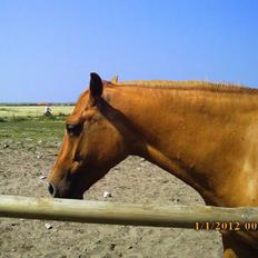 Anden særlig race ZOOM