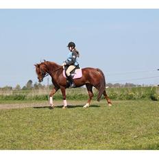 Palomino Golden Pegasus Cassiopeia