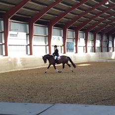 New Forest Stenvænge Philip