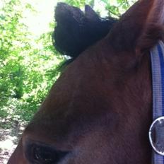 New Forest Stenvænge Philip