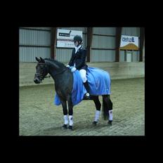 New Forest Stenvænge Philip