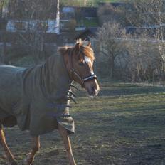 Anden særlig race Santana