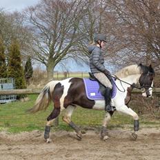 Pinto Pearl of Mississippi (Tidl pony)