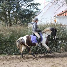 Pinto Pearl of Mississippi (Tidl pony)