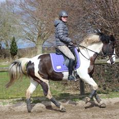 Pinto Pearl of Mississippi (Tidl pony)