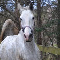 Hollandsk Varmblod Ernavidu