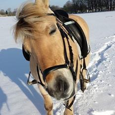 Fjordhest Mia HR