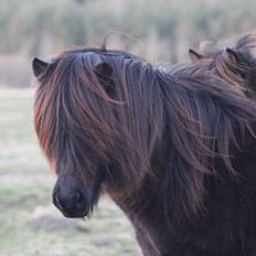 Islænder Kórall fra Dalsmynni