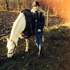 Welsh Pony (sec B) Serenity D