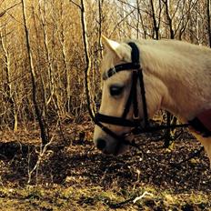 Welsh Pony (sec B) Serenity D