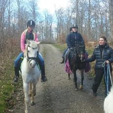 Welsh Pony (sec B) Serenity D