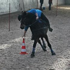 Tysk Sportspony Merlin