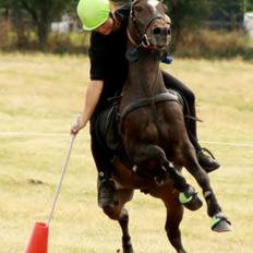 Tysk Sportspony Merlin