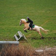 Palomino LYSGAARDS BAZAR