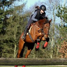 Hollandsk Varmblod Uriel G aka Rasle