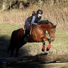 Hollandsk Varmblod Uriel G aka Rasle