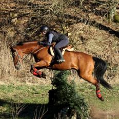 Hollandsk Varmblod Uriel G aka Rasle