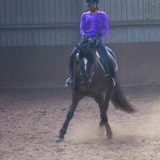 New Forest Elmholts Filicia