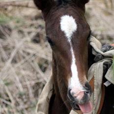 Oldenborg Sjasmina Nyholm
