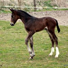 Oldenborg Sjasmina Nyholm