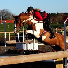 Pinto Højvangs Wild Girl -HPI