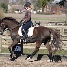 DSP Ecru Bonheur Rosendal 