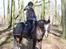 New Forest Equile's Maurita