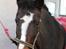 New Forest Equile's Maurita