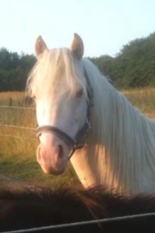 Welsh Pony (sec B) Aastrupgaards Aayan billede 11