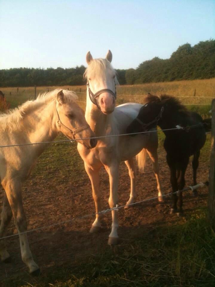 Welsh Pony (sec B) Aastrupgaards Aayan billede 12