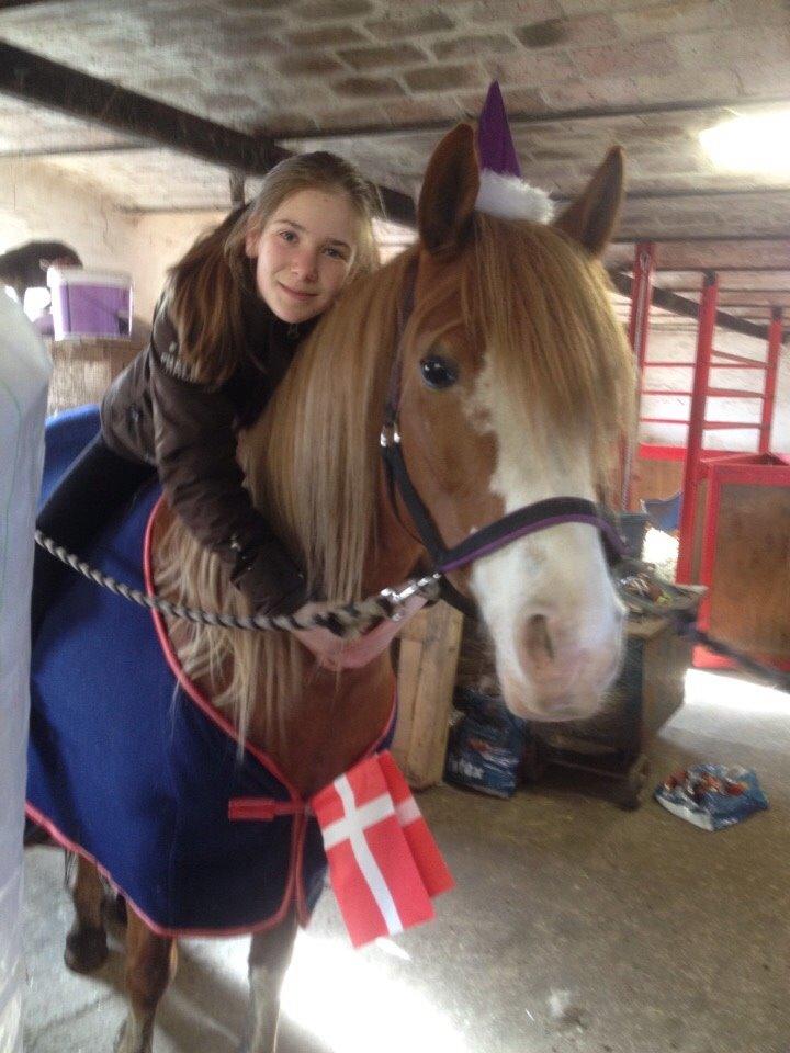 Welsh Partbred (Sec F) Xenobia - Fødselsdagsponyen <3 billede 4