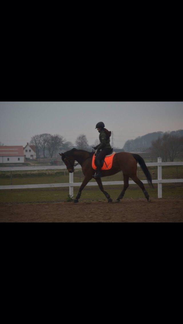 Fuldblod (XX) First choice billede 8