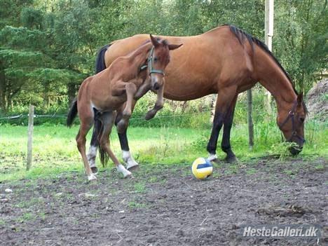 Dansk Varmblod Grønvangs Caradoc |Ducky| - Ducky som lille billede 27