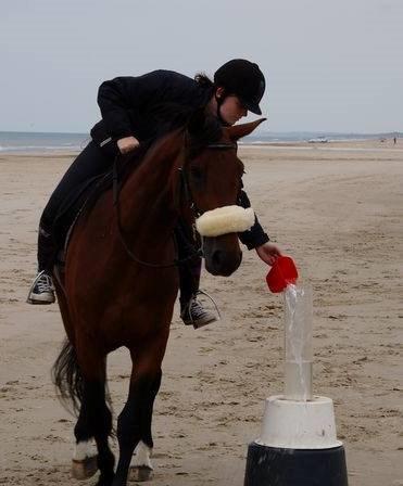 Dansk Varmblod Grønvangs Caradoc |Ducky| billede 40