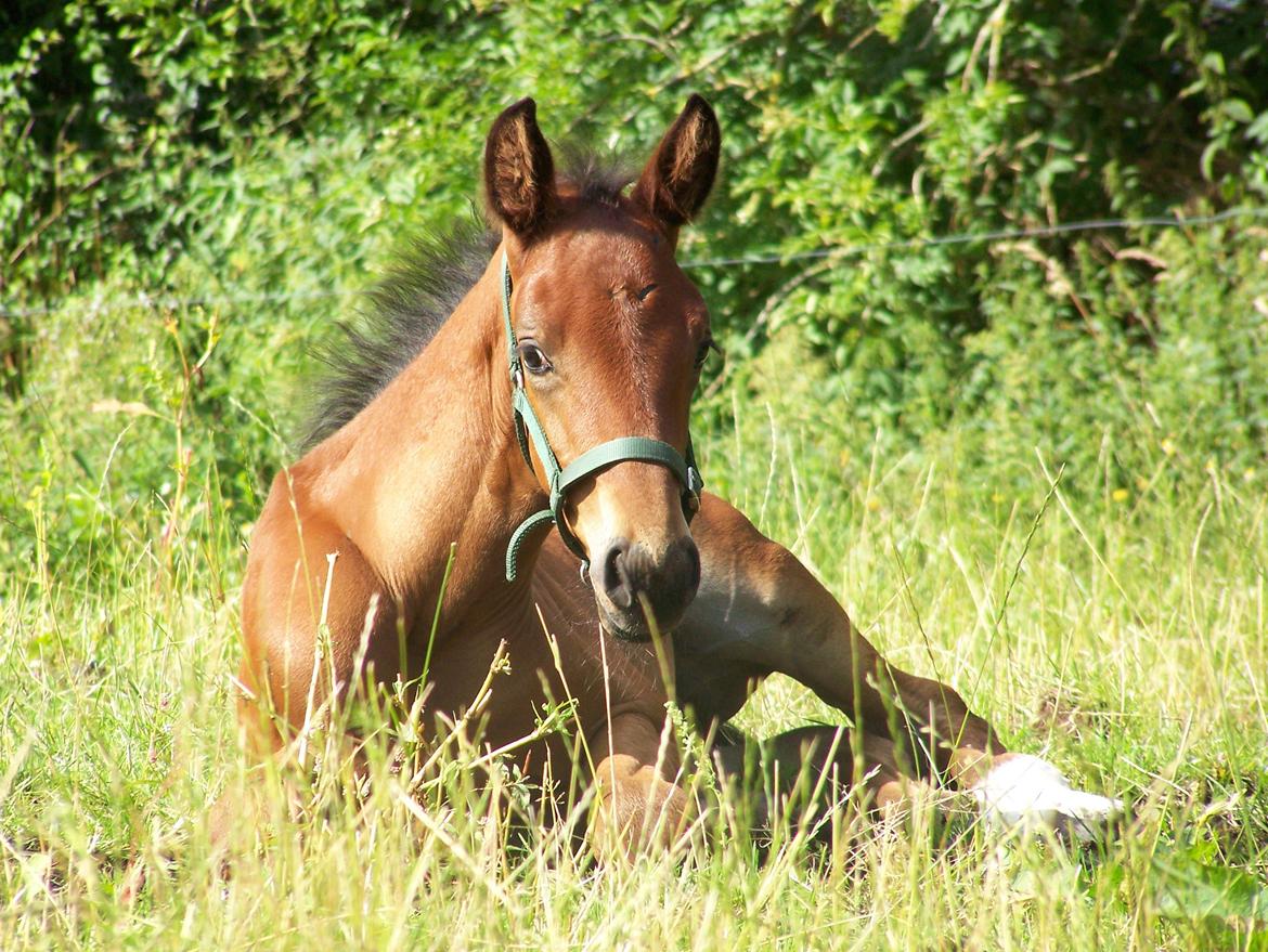 Dansk Varmblod Grønvangs Caradoc |Ducky| - Ducky som lille! billede 35