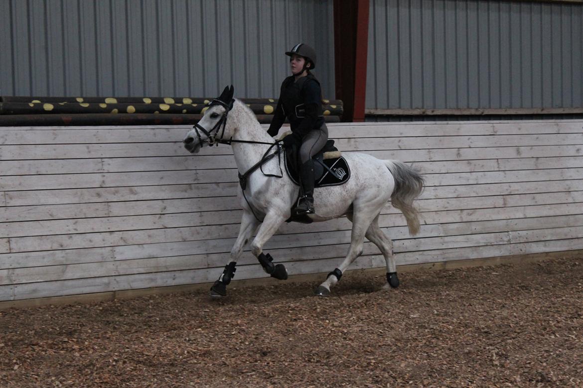 Anden særlig race Miss dixie billede 2