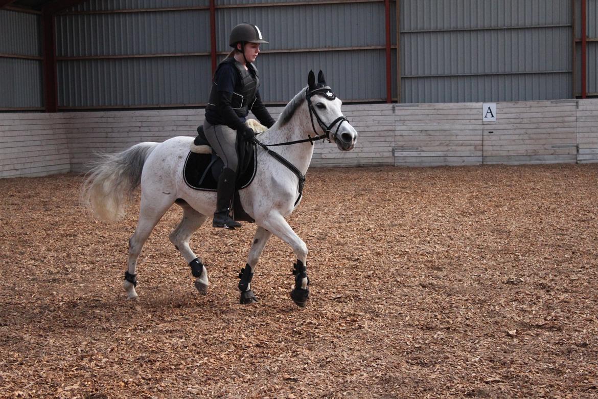 Anden særlig race Miss dixie billede 3