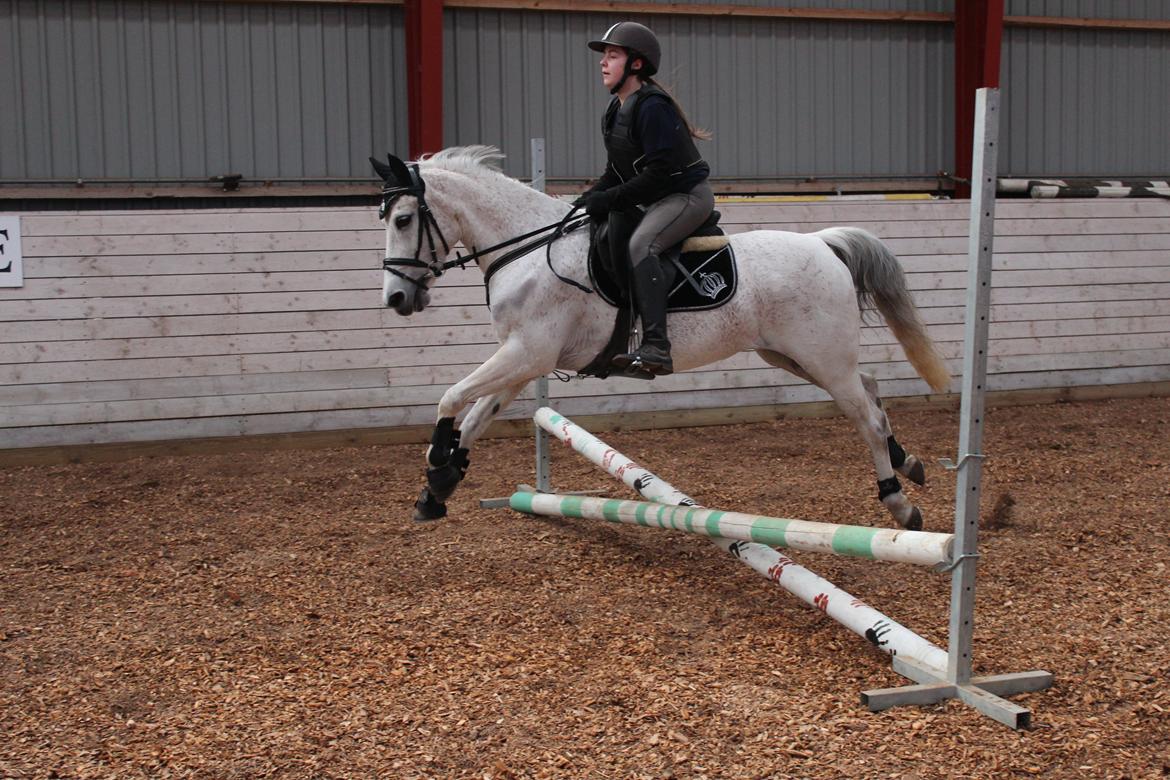 Anden særlig race Miss dixie billede 5