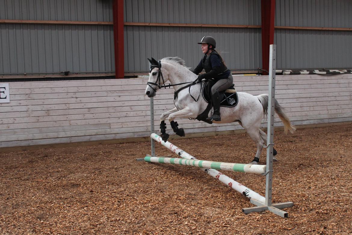 Anden særlig race Miss dixie billede 7