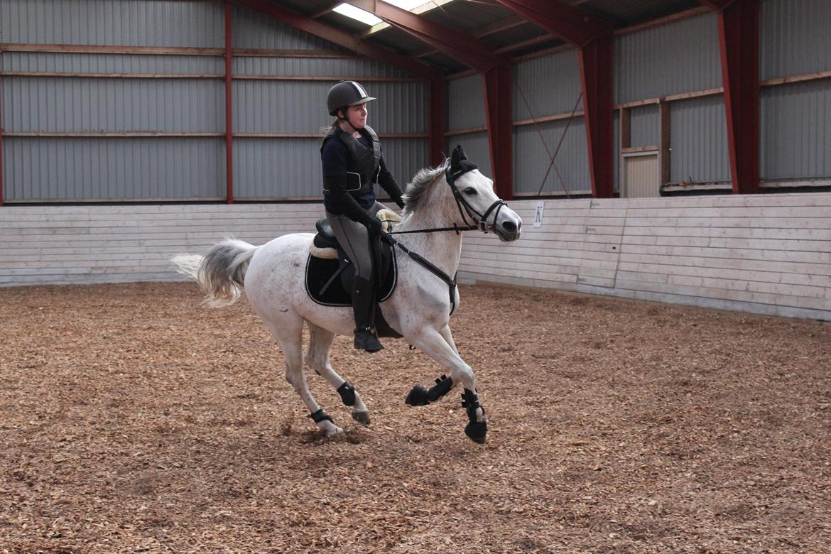 Anden særlig race Miss dixie billede 4