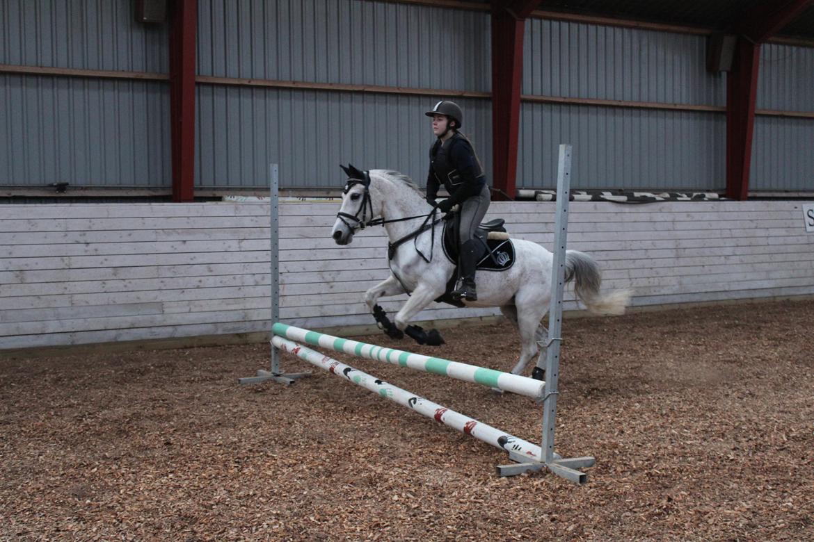 Anden særlig race Miss dixie billede 8