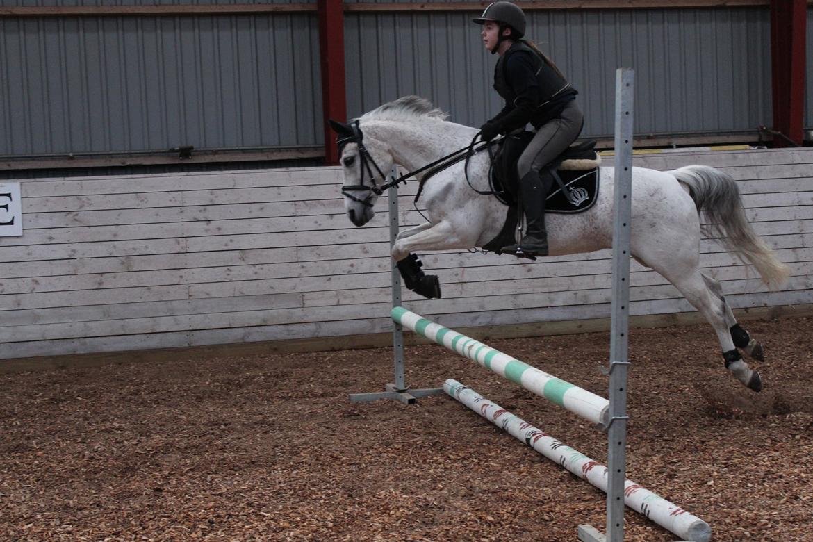 Anden særlig race Miss dixie billede 6